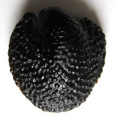 /products/neritona-granosa-sowerby-g-b-i-1825/